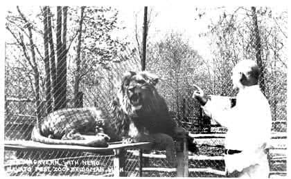Benjamin Mac Magavern with lions on the deck at the Navajo Trading Post and Zoo on U.S. 12 in Bridgman Michigan, 1930s